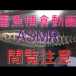 【ASMR】【閲覧注意】雷魚 捕食動画まとめ〜捕食音マニア〜#snakehead