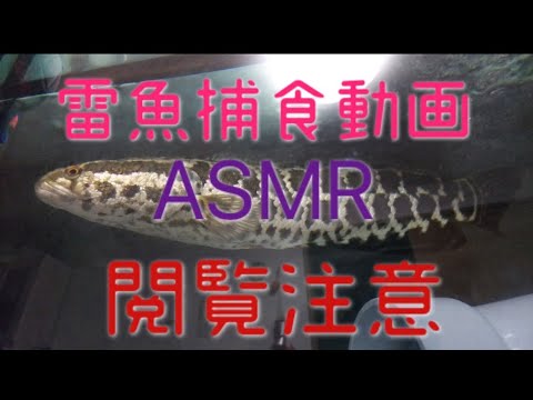 【ASMR】【閲覧注意】雷魚 捕食動画まとめ〜捕食音マニア〜#snakehead