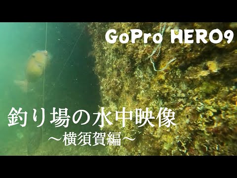 [Gopro9]釣り場の水中映像撮ってみました〜横須賀の海〜
