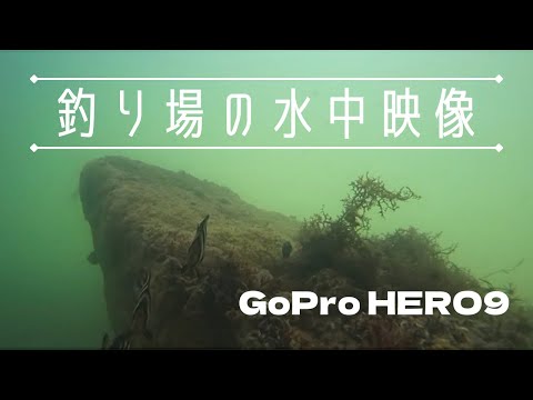 [GoPro9]富津の海の水中映像撮ってみた。大物映るかな、、？