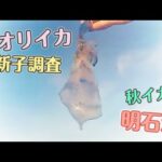 エギング アオリイカ 新子調査　2021/8/中旬【釣りガール】【エギング女子】in明石